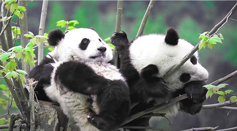 ���������ȵ�����̬�޸��������������ƽ�����è��Ϣ���޸�